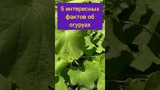 Такого об огурцах вы ещё не знали #shorts