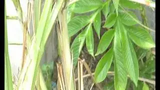 Snake swallowed a frog