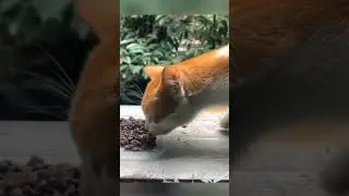 Самый Грустный Кот 