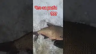 улов , рыба , загадка века