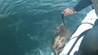 Local Seal in Kinsale being fed by hand