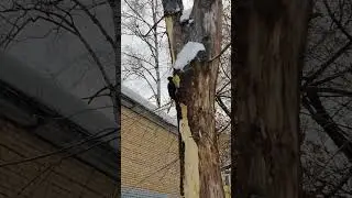 Черный дятел в городе.Black woodpecker in the city. #woodpecker #дятел #желна #black #город