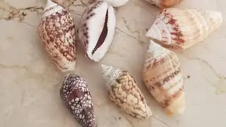 Sb se badi kodi .shank alag alag color.
