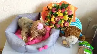 Зооопокупки