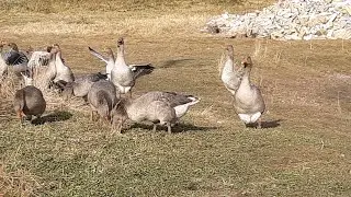 Вечером в деревне 😊 будем жить Отдельно ☺️ про жизнь в деревне!!!