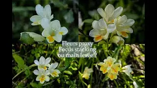 Photo petite proxy de fleurs en extérieur, focus stacking ou à main levée ?