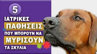 5 Ιατρικές Παθήσεις που Μπορούν να Μυρίσουν τα Σκυλιά!