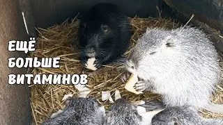 Побольше витаминов для НУТРИЙ зимой. Откармливаем больного НУТРИКА. 19. 02. 25
