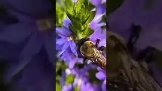 ☦ Хочу служить Господу, Божией Матери и Святой Руси!
