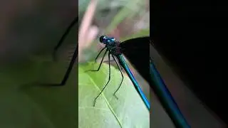 Ebony Jewelwing, Black-Winged Damselfly. Video 2/2