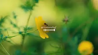 Музыка для Астрала   Музыка для Медитации #2