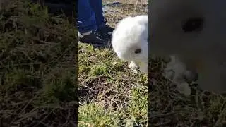 Щенки кавказкой овчарки, в горах.