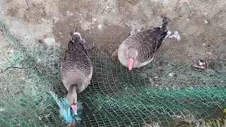 Поход в Ленинградский Зоопарк