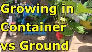 How to Grow Strawberries in Containers VS Ground