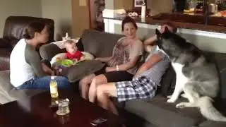 Baby laughing at a howling siberian husky!