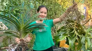 14/4/2025 EM NGỌC LAI CHÂU BÁN LAN RỪNG 0975 999 767  || PHONG LAN RỪNG