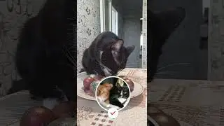 5 Признаков что кошка вас не любит 🐈💔 