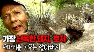 지구상 가장 난폭한 돼지 9마리를 아들삼은 호그라이더 할아버지 I KBS TV탐험 놀라운 아시아 051127 방송