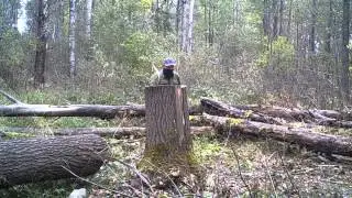 Браконьер на солонце