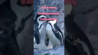 Новая жизнь.