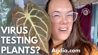 Virus testing my plants | Plant with Roos