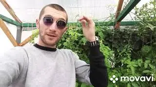 Гидропоника катионы и анионы в растворе. 