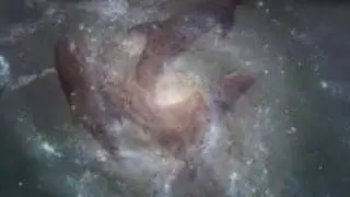 White buffalo clip #2