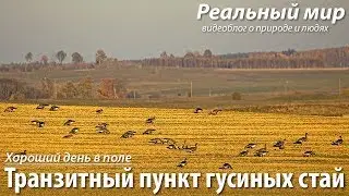 Транзитный пункт гусиных стай. Белолобые гуси (Anser albifrons), 19 косуль и другие.