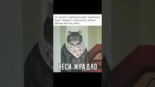 жрадло для кота #cat
