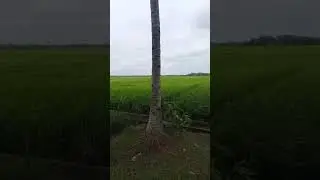PAKAR PKI BERTANYA KEPADA GUS BAHA