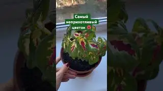 Цветок Колеус🌺неприхотливый комнатный цветок🪻🥰