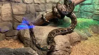 🐍🦈 Branson's Wild World: Thrilling Encounter with Snakes, Sharks, & Dingoes Unforgettable Adventure!