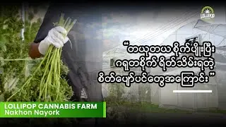 7 Stages of Basic Cannabis Growing - Lollipop Cannabis Farm #အခြေခံဆေးခြောက်စိုက်ပျိုးခြင်း