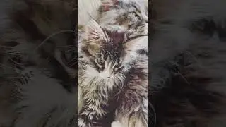 Режим нарушать нельзя 🐾🐾