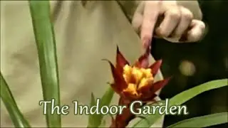 Coaxing a Bromeliad 