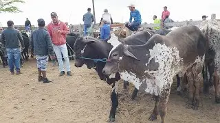 GADO BARATO SÓ EM CAPOEIRAS-PE 30-08-2024 #nordeste