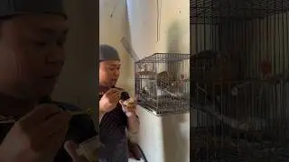 Anak burung paling nakal yg saya rawat 😂🤭