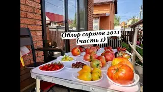 Обзор сортов помидор 2021 (часть 1)