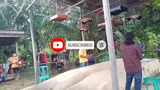 LOMBA BURUNG BERKICAU KABUPATEN SEKADAU