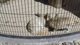 Fennec Fox Walk (Slow Motion Animation Reference)