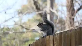 No Copyright Videos - A Squirrel on a Wooden Fence - No Copyright Zone