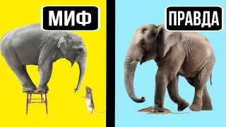 5 РАСПРОСТРАНЁННЫХ МИФОВ, О КОТОРЫХ ПОРА ЗАБЫТЬ