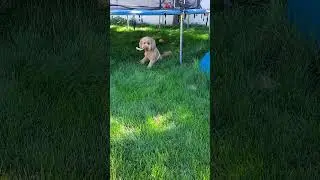 #cute