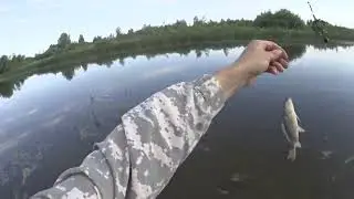 ловля карася на донку . СЛОВИЛ МУТАНТА
