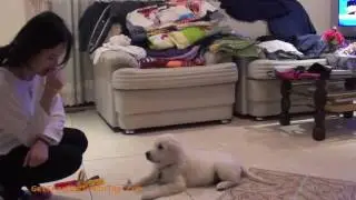 Training Golden Retrievers  - The Sensible Way