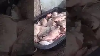 Много рыбы на Чанах #shorts #рыбалка #деревня