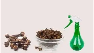 Mix cloves with detergent! And you'll never have this problem again