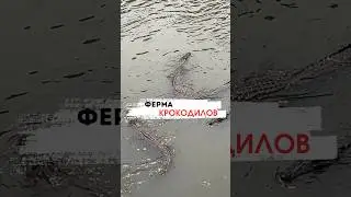 🐊 Крокодиловая ферма в Гоа, Индия #india #trevel #индия #goa #гоа #крокодил