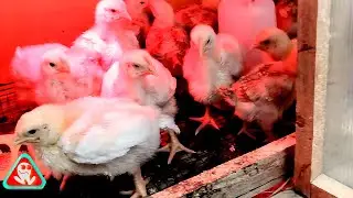 Chicken of meat 2023