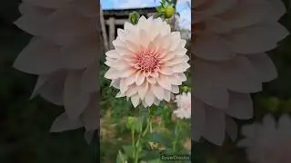 Любимые георгины❤️